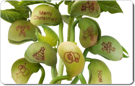 Quà tặng hạt nảy mầm 4