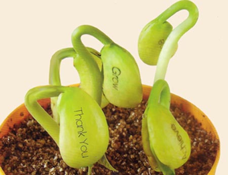 Quà tặng hạt nảy mầm i love you